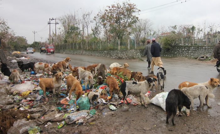 Long way to go for SMC to achieve an acceptable solution to the stray dog problem