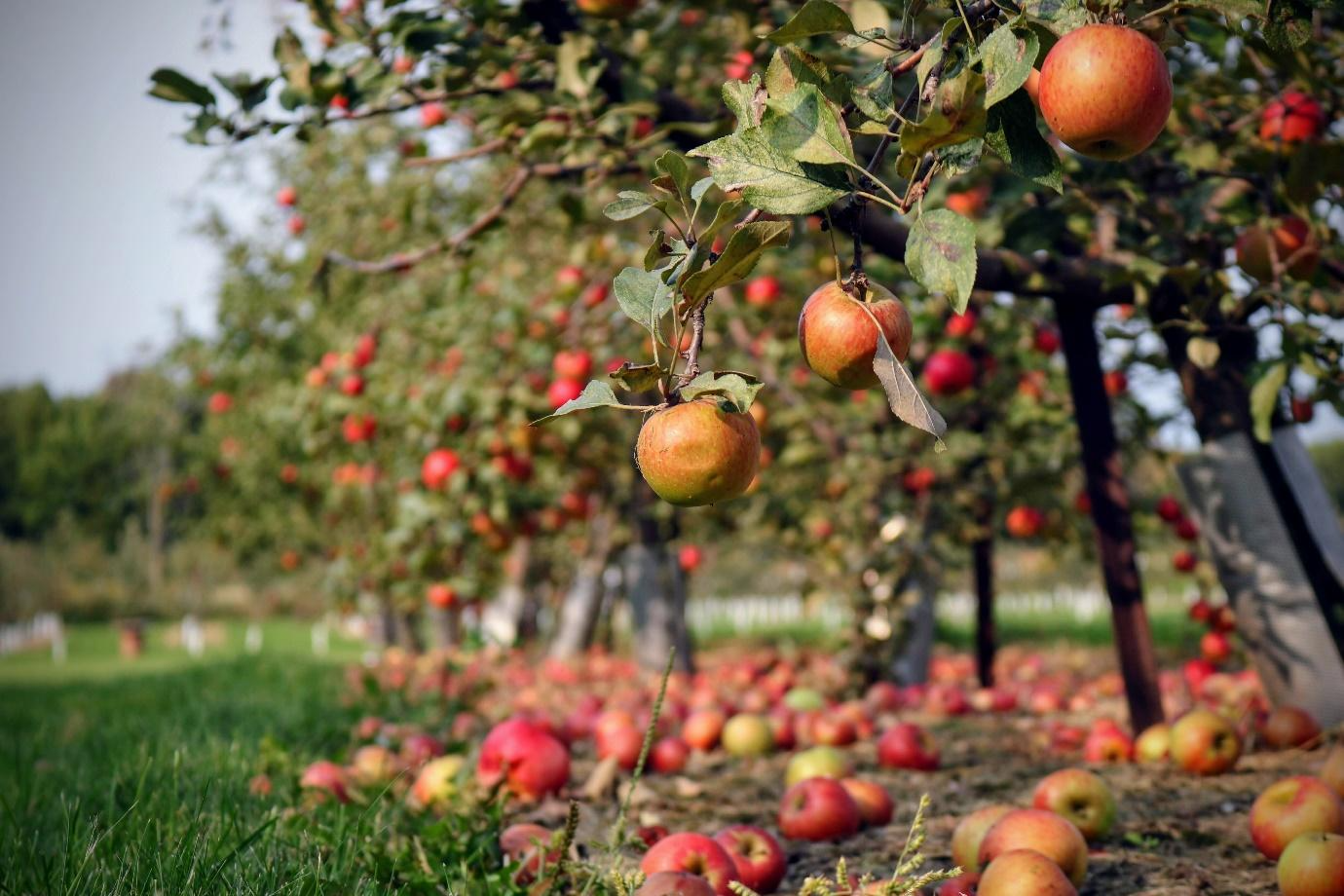 case study on apples from kashmir